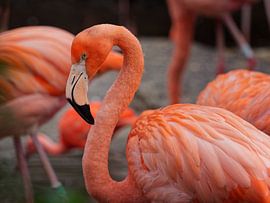 Flamingo pose by Frits Schulte