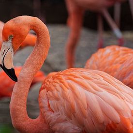 Flamingo pose van Frits Schulte