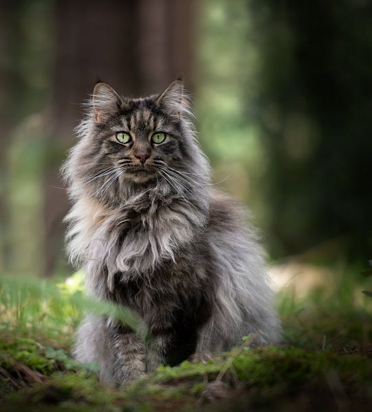 Thorin das Waldkätzchen von Het Boshuis