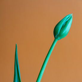Tulpe im Knopf von Remke Maris