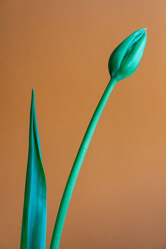 Tulip in button by Remke Maris