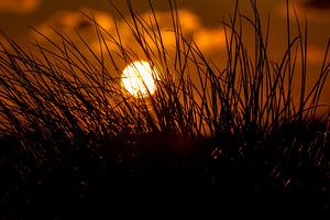 Dünengras im Sonnenuntergang