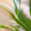 Spathiphyllum van Jon Houkes