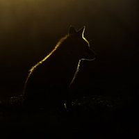Backlight