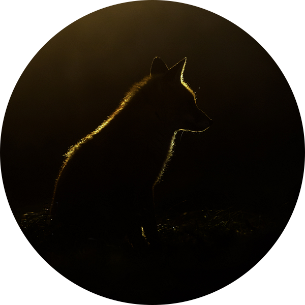 Backlight van Pim Leijen