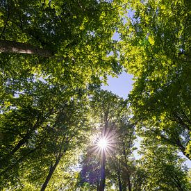 Forêt de feuillus sur Christoph Schaible