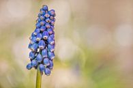Blaue Traube (Muscari Armeniacum) von Carola Schellekens Miniaturansicht