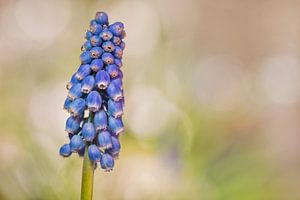 Blaue Traube (Muscari Armeniacum) von Carola Schellekens