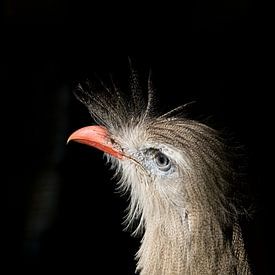 Cariama cristata portrait of a Crested Serma by W J Kok