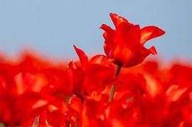 Tulpe von EK Photography