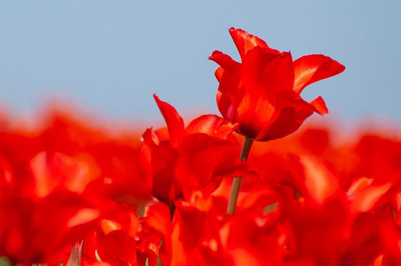 Tulip by EK Photography
