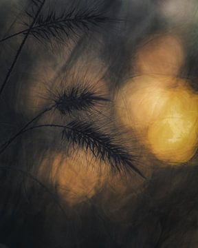 Siergras en zonsondergang van honey_m_i_l_k_photo