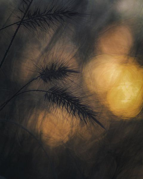 Ornamental grass and sunset by honey_m_i_l_k_photo
