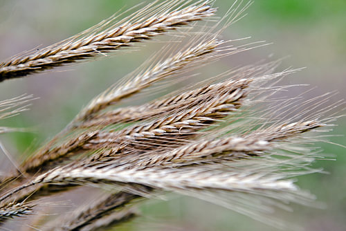 Vers geoogste gerst in de herfstwind