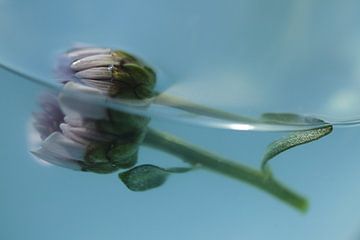 Fleur - chrysanthème violet dans le bleu sur Gerda de Voogd