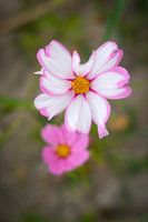 Wild flowers