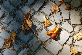 Kastanie van Andreas Stach