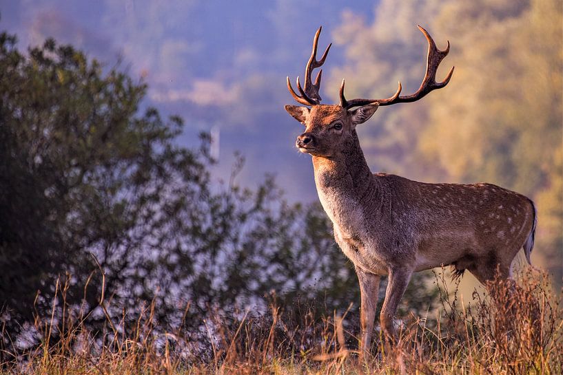 Oh my dear deer! by Mariette van Eijk
