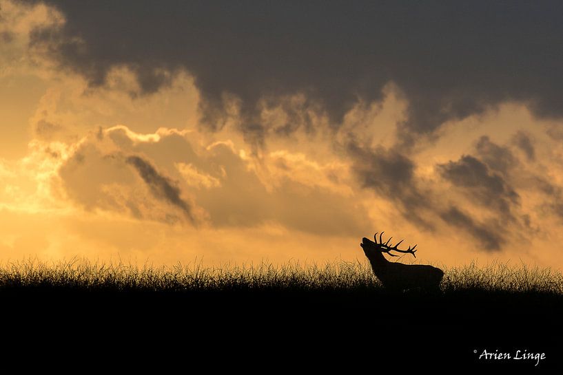 Red deer by Arien Linge