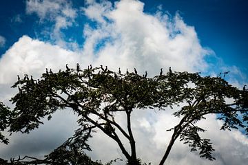 Vögel in einem tropischen Baum im Amazonasgebiet, Peru von John Ozguc