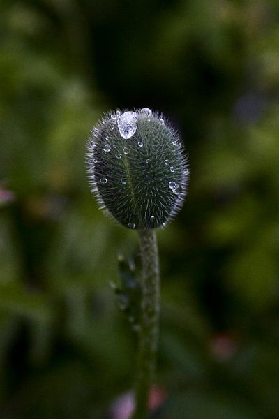 Mohnknospe im Regen von foto-fantasie foto-fantasie