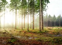 Regen en zon in het bos