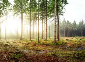 Regen en zon in het bos van Peter Heeling