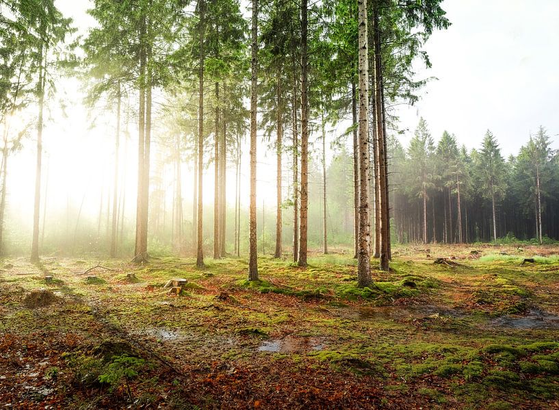 Rain and sun in the forest by Peter Heeling