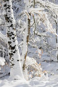 Winterbaum mit Schnee in den Niederlanden von Michel Seelen