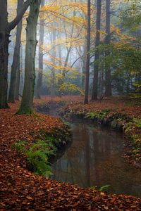 Schöne Herbstfarben an einem nebligen Morgen im Wald. von Jos Pannekoek