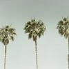 Vintage Palm Trees by Melanie Viola