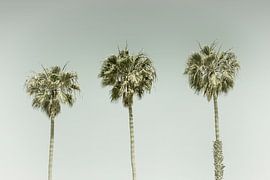 Vintage Palm Trees by Melanie Viola