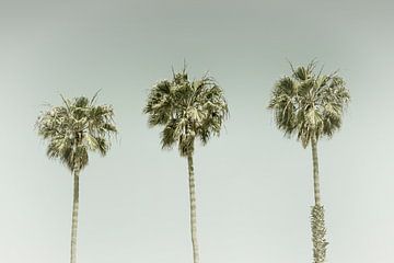 Vintage Palm Trees