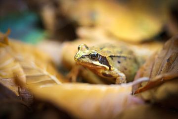 Porträt mit Nahaufnahme einer Kröte, die mit dem Auge in die Kamera schaut. von Fotografiecor .nl