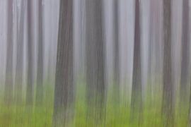 Grove dennenbos van Sven-Erik Arndt