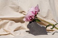 Pioenroos op steen van Emilia Aivazian Fotografie thumbnail