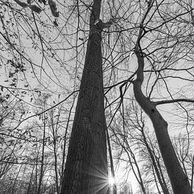 Sonne im Wald schwarz weiß von Martin Haunhorst