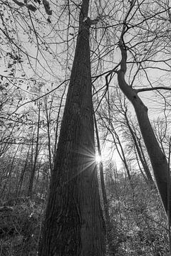 Sonne im Wald schwarz weiß von Martin Haunhorst