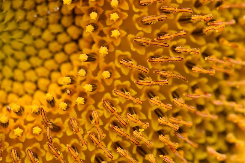 Sonnenblume von Ingeborg Schouten