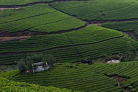 Teeplantagen Kerala Indien von Hans Lok