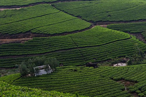 Teeplantagen Kerala Indien