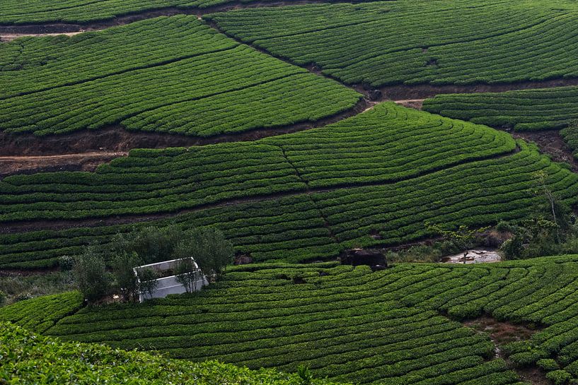 Plantations de thé Kerala Inde par Hans Lok