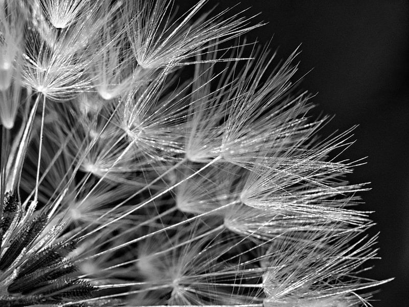 Paardebloem pluis Dandelion van Jessica Berendsen