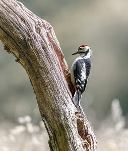 Waldvögel Teil 6