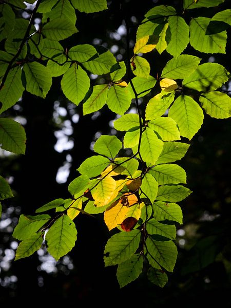 Blatt einer Buche im Sonnenlicht von Gerard de Zwaan