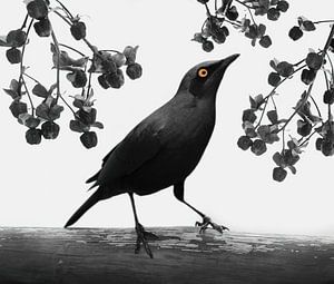 Wasseramsel