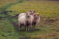 Blickkontakt mit drei Schafböcken von Paul Poot Miniaturansicht