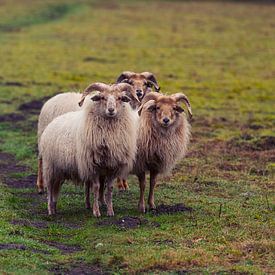 Blickkontakt mit drei Schafböcken von Paul Poot