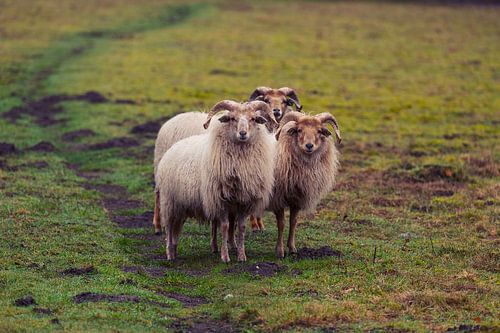 Blickkontakt mit drei Schafböcken