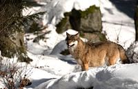 Wolf